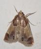 Pyralis farinalis